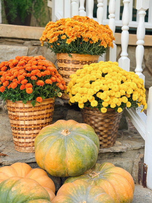 Wicker Baskets