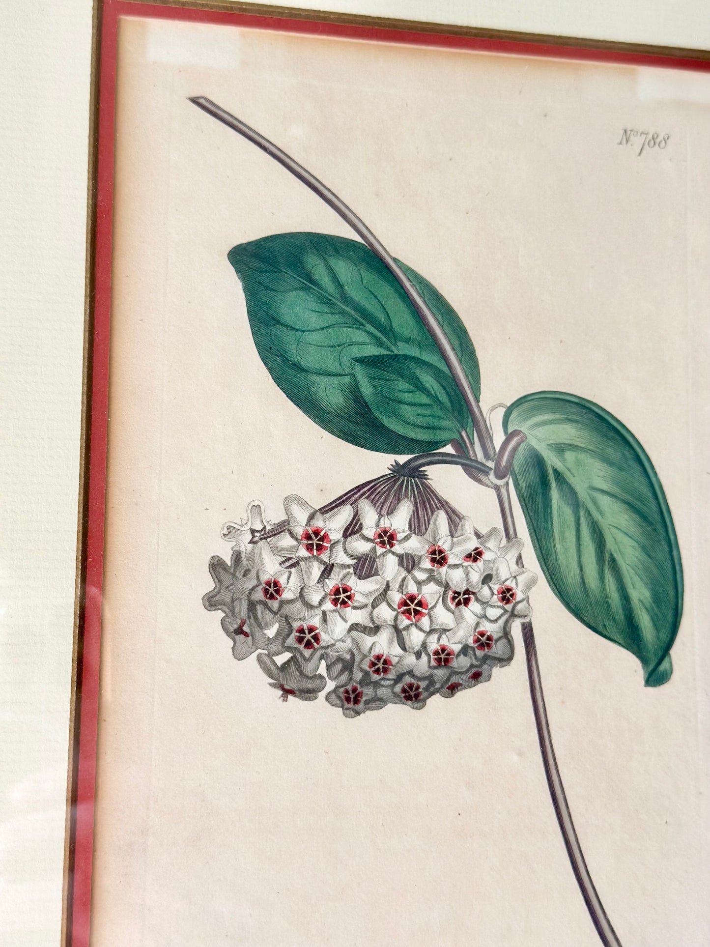 Antique Botanical Hand-Colored Framed Prints (Set of 2)