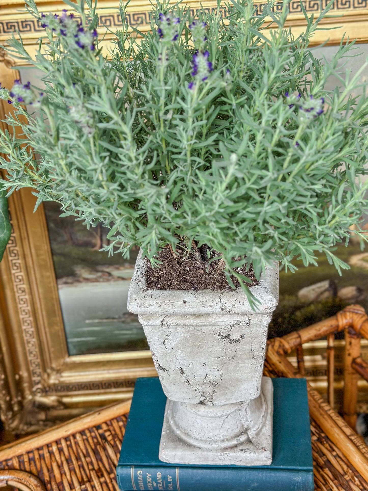 Cement Pedestal Planter