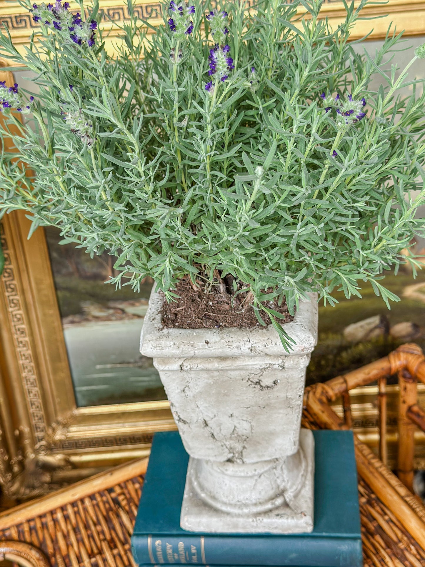 Cement Pedestal Planter