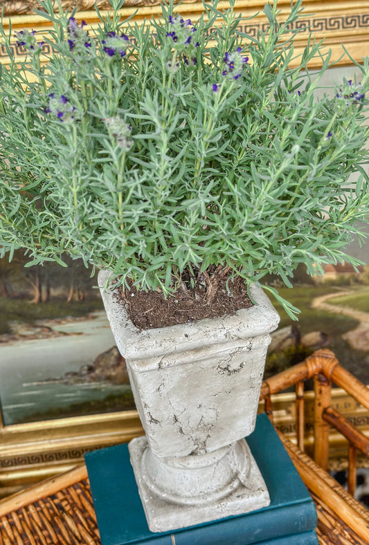 Cement Pedestal Planter