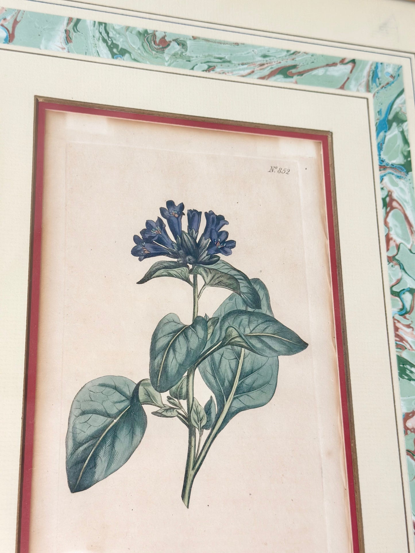 Antique Botanical Hand-Colored Framed Prints (Set of 2)